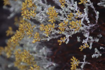 Helichrysum excisum, photographed by Tony Rebelo