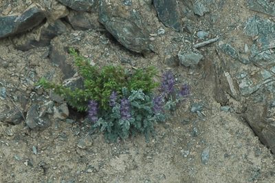 Phacelia mollis, photographed by Syd Cannings