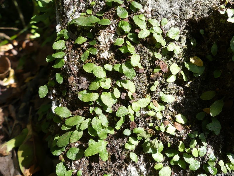 Microgramma heterophylla, photographed by botanygirl