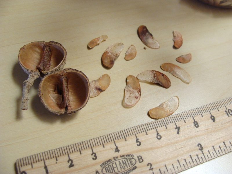 Simira salvadorensis, photographed by Alexis López Hernández