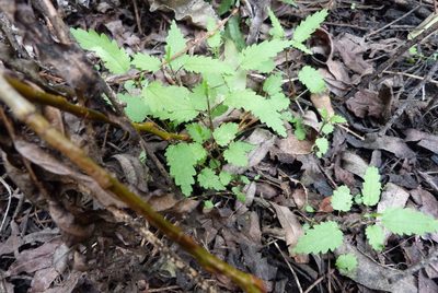 Urtica perconfusa, photographed by Colin Meurk