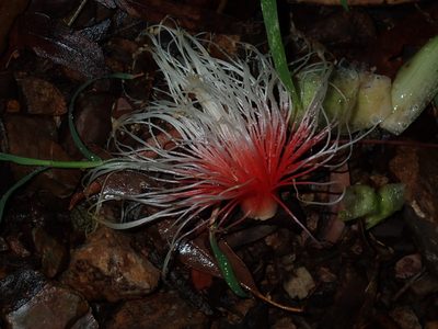 Planchonia careya, photographed by Thomas Mesaglio