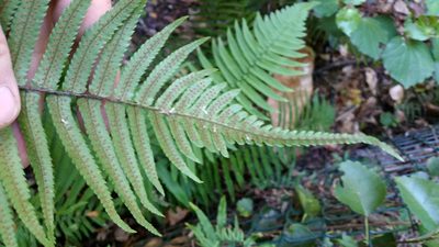 Dryopteris cycadina, photographed by Peter de Lange