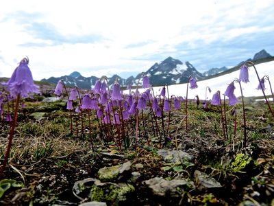 Soldanella pusilla, photographed by Karsten Rohweder