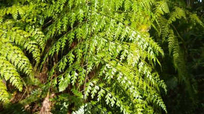 Asplenium laserpitiifolium