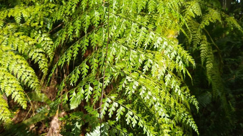 Asplenium laserpitiifolium, photographed by Dana Lee Ling
