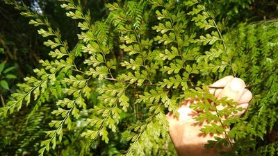 Asplenium laserpitiifolium, photographed by Dana Lee Ling
