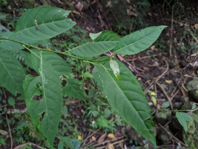 Deeringia polysperma, photographed by Cheng-Te Hsu
