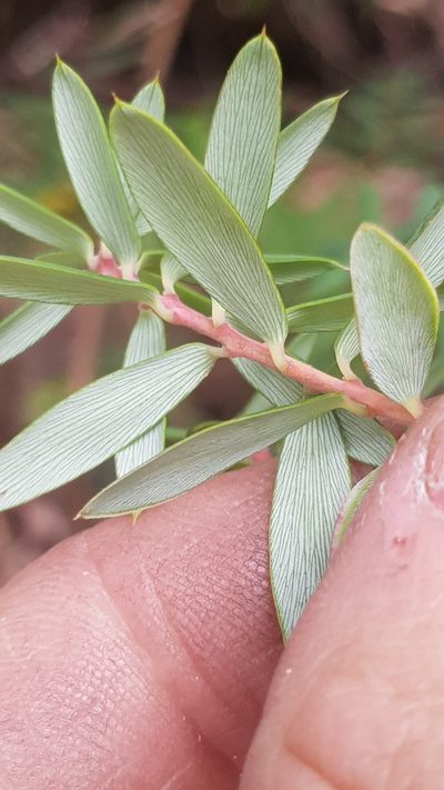 Monotoca glauca, photographed by Yoav Daniel Bar-Ness