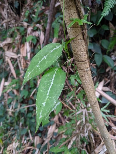 Clematis uncinata, photographed by Cheng-Te Hsu