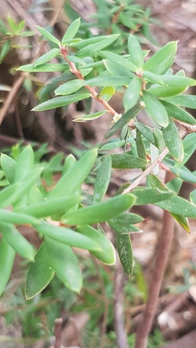 Monotoca glauca, photographed by Yoav Daniel Bar-Ness