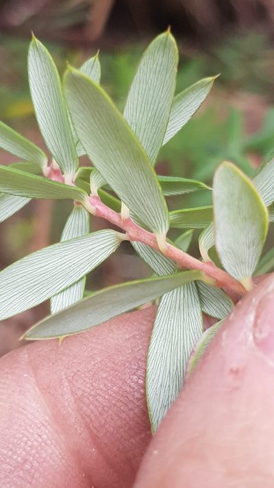 Monotoca glauca, photographed by Yoav Daniel Bar-Ness