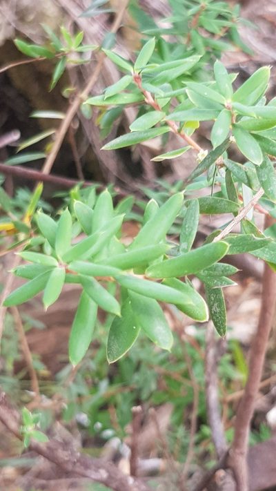Monotoca glauca, photographed by Yoav Daniel Bar-Ness