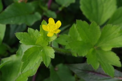 Ranunculus sieboldii, photographed by Takaaki Hattori