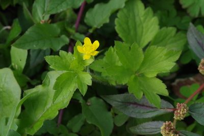 Ranunculus sieboldii, photographed by Takaaki Hattori