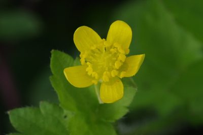 Ranunculus sieboldii, photographed by Takaaki Hattori