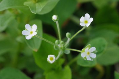 Androsace umbellata, photographed by Takaaki Hattori