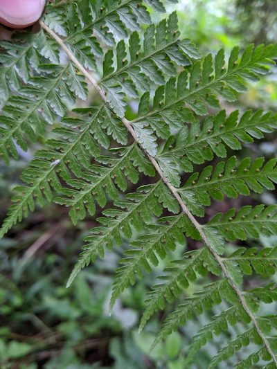Microlepia smithii, photographed by Cheng-Te Hsu