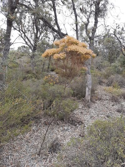 Verticordia nitens, photographed by T. Hammer