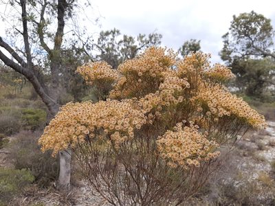 Verticordia nitens, photographed by T. Hammer