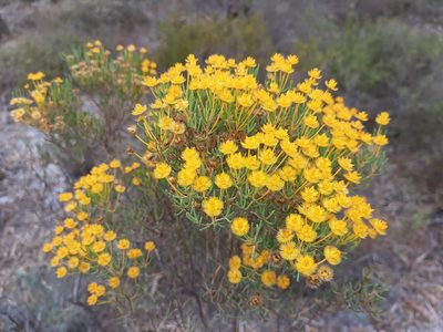 Verticordia nitens, photographed by T. Hammer