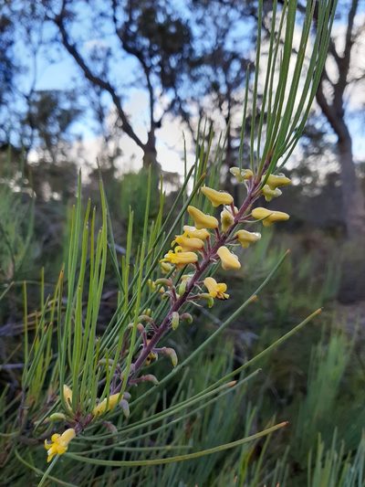 Persoonia saccata, photographed by T. Hammer