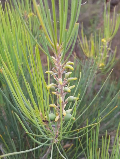 Persoonia saccata, photographed by T. Hammer