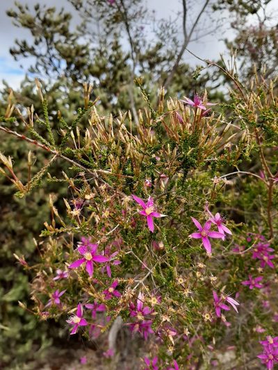 Calytrix fraseri, photographed by T. Hammer