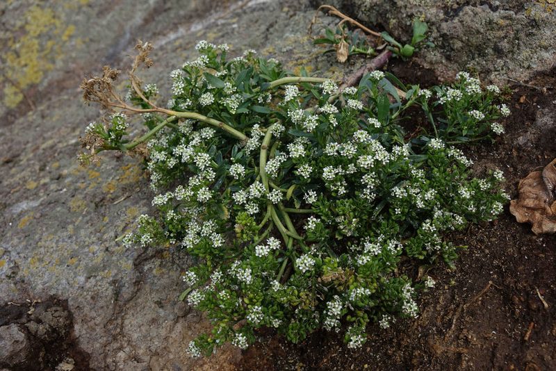 Lepidium juvencum, photographed by John Barkla