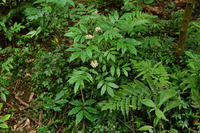 Euchresta formosana, photographed by 國立臺灣博物館