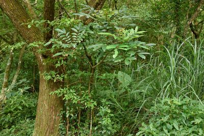 Meliosma rhoifolia, photographed by 國立臺灣博物館