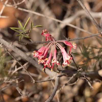 Grevillea huegelii, photographed by Kym Nicolson