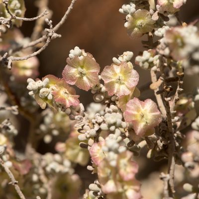 Maireana sedifolia, photographed by Kym Nicolson