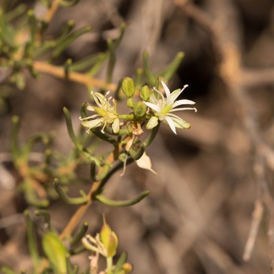 Lepidium leptopetalum, photographed by Kym Nicolson