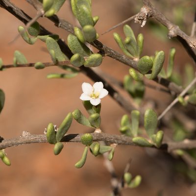 Lycium australe, photographed by Kym Nicolson