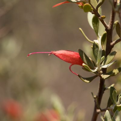 Eremophila glabra, photographed by Kym Nicolson