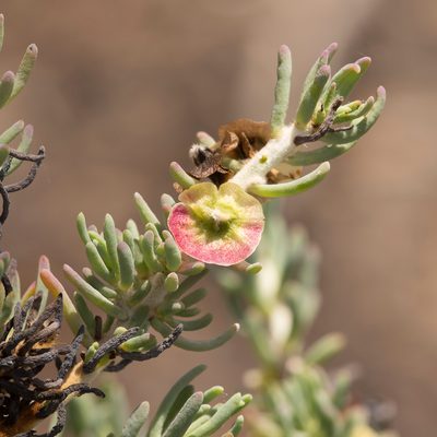 Maireana pentatropis, photographed by Kym Nicolson