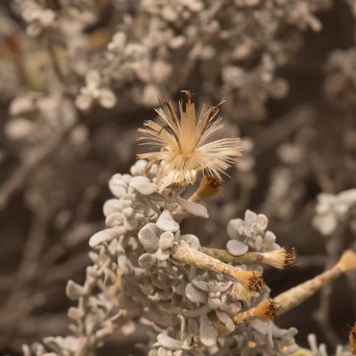 Cratystylis conocephala, photographed by Kym Nicolson