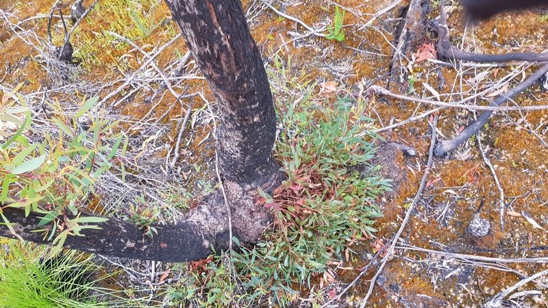 Eucalyptus nitida, photographed by Yoav Daniel Bar-Ness