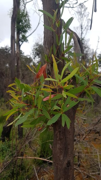 Eucalyptus nitida, photographed by Yoav Daniel Bar-Ness