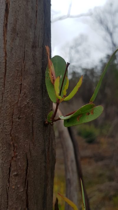 Eucalyptus nitida, photographed by Yoav Daniel Bar-Ness