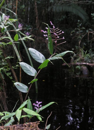 Globba bokorensis, photographed by Oleg Kosterin