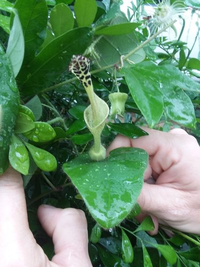 Aristolochia odora, photographed by Ramon and Suzanne Vargas