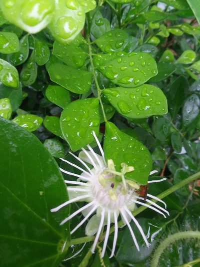 Passiflora tricuspis, photographed by Ramon and Suzanne Vargas