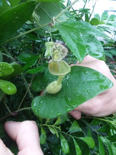 Aristolochia odora, photographed by Ramon and Suzanne Vargas