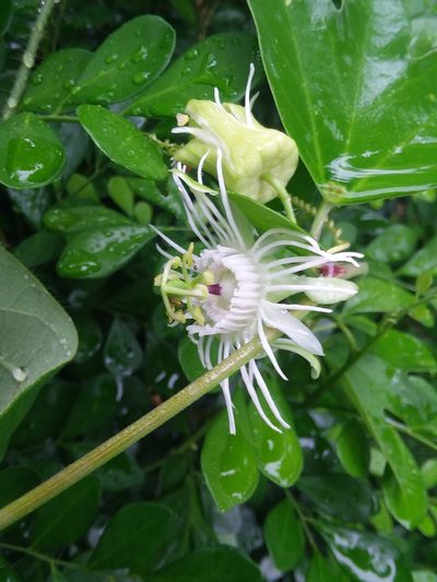 Passiflora tricuspis, photographed by Ramon and Suzanne Vargas
