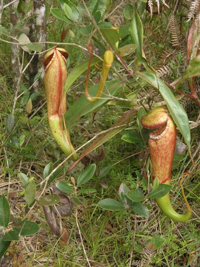 Nepenthes bokorensis, photographed by Oleg Kosterin