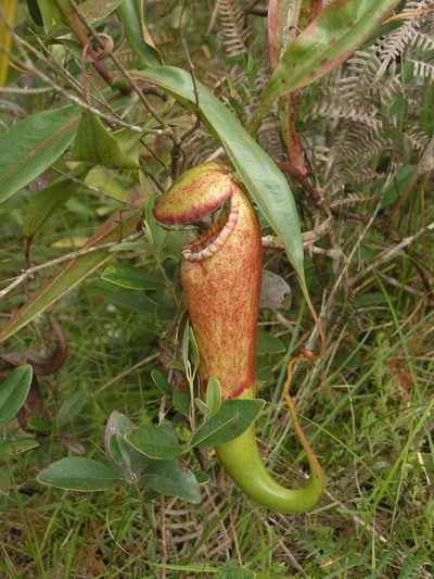 Nepenthes bokorensis, photographed by Oleg Kosterin