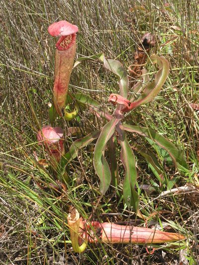 Nepenthes bokorensis, photographed by Oleg Kosterin