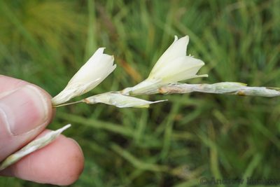 Dierama argyreum, photographed by Andrew Hankey